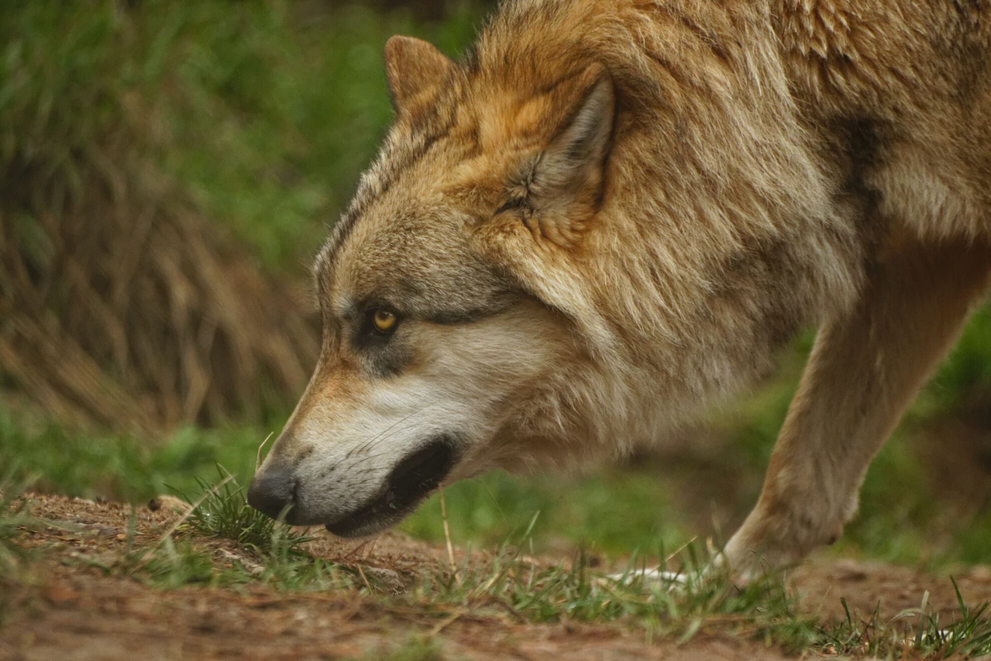 un loup sentant le sol.