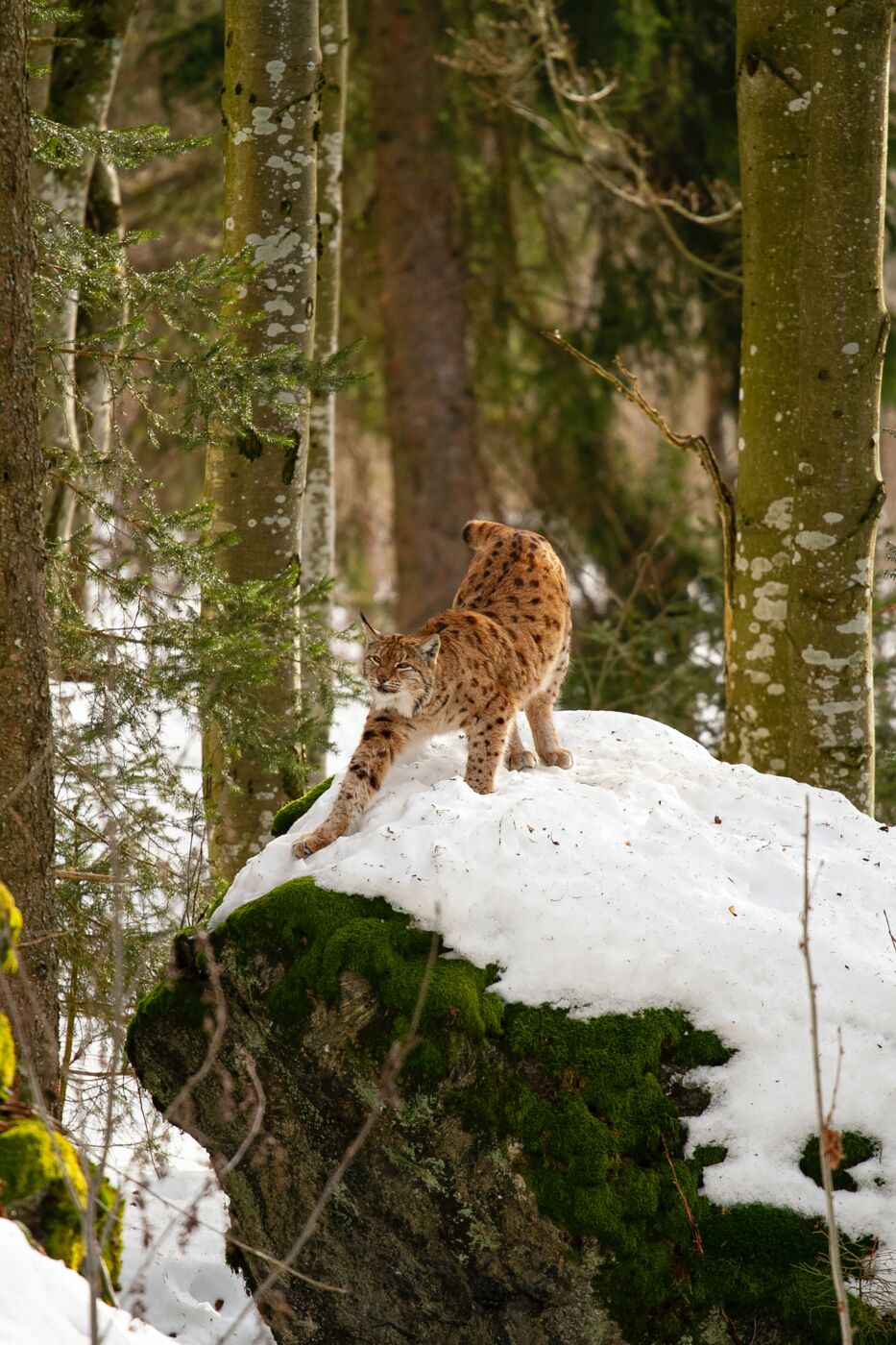 Un lynx s'étire sur un rocher enneigé.