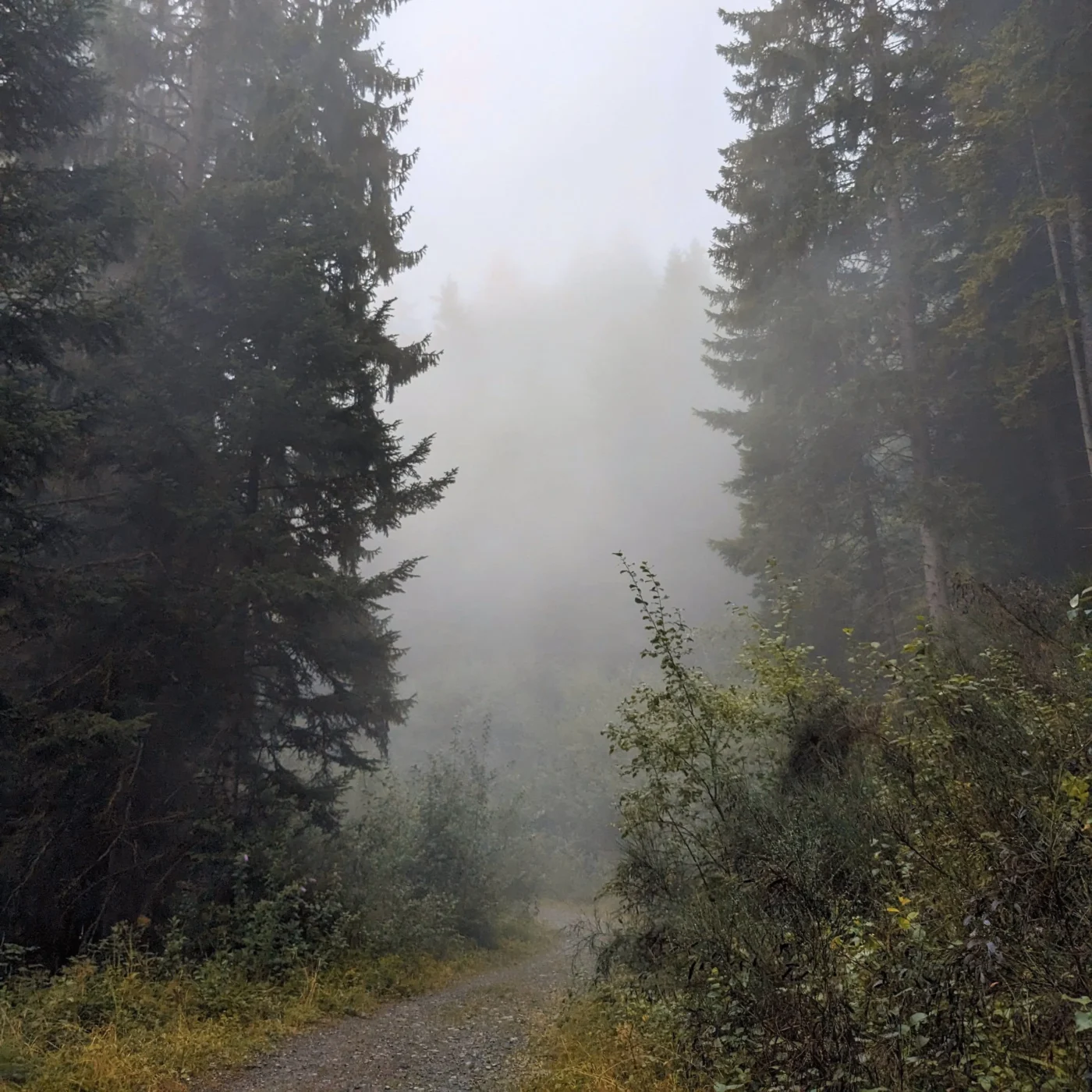 promenade en foret 1