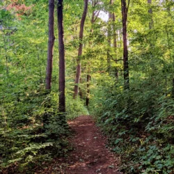promenade en foret